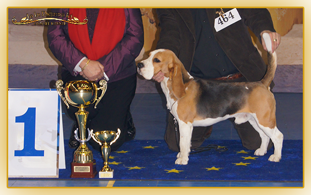 Excellent beagle from La Lu Riqueza FCI kennel with 10 years of tradition